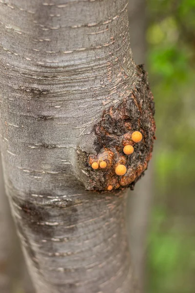 Eine Nahaufnahme Zeigt Einen Von Schädlingen Geschädigten Baumstamm — Stockfoto