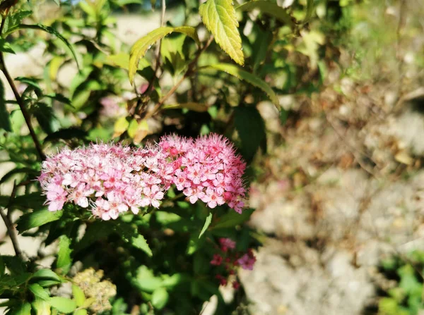 Primer Plano Rosas Rosadas Las Ramas Con Fondo Borroso —  Fotos de Stock