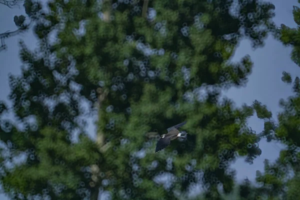 Enfoque Selectivo Pájaro Volando Cielo Rodeado Árboles —  Fotos de Stock