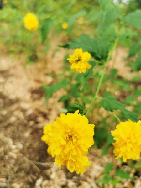 Jasně Žluté Květy Rozmazaným Pozadím Retiro Parku Madridu Španělsko — Stock fotografie