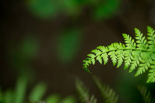 Närbild Bild Gröna Bladen Polypodiophyta Anläggning Suddig Bakgrund — Stockfoto