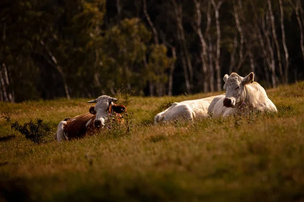 Mucche Campo Verde — Foto Stock