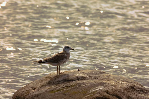 海滩上一块大石头上一只海鸥的高角镜头和闪闪发光的海水 — 图库照片