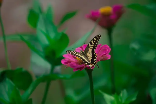 Gros Plan Papillon Sur Des Fleurs Chrysanthème Fleurs — Photo