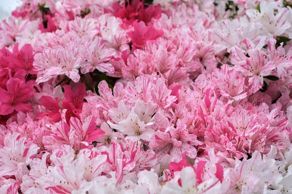 Primer Plano Flores Rhododendron Rosa Florecientes — Foto de Stock