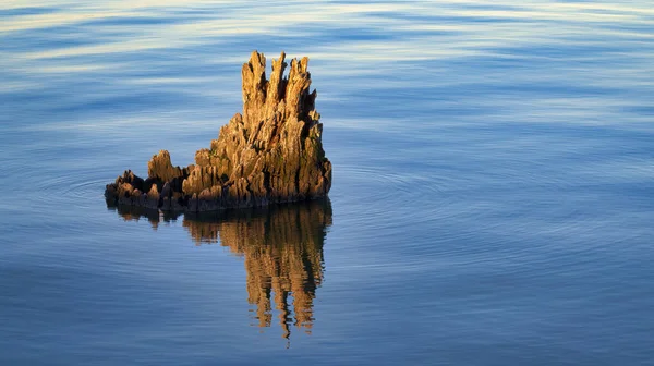 High Angle Shot Old Tree Stump Reflections Lake Mulwala Australia — Stock Photo, Image