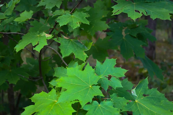 Foglie Verdi Acero — Foto Stock