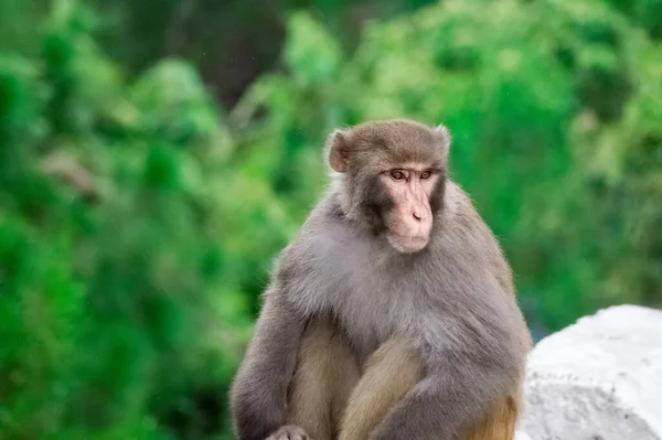 Ένα Χαριτωμένο Pagai Island Macaque Κάθεται Και Ξεκουράζεται Στο Φυσικό — Φωτογραφία Αρχείου