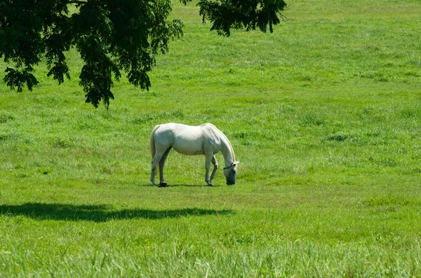 Cavalo Branco Campo Com Árvores Fundo — Fotografia de Stock