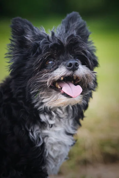 Close Cão Bonito Schnauzer Com Uma Boca Aberta — Fotografia de Stock