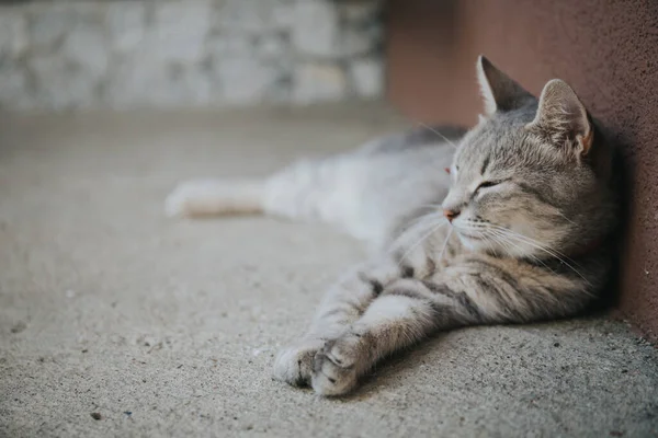 Симпатична Сіра Кішка Відпочиває Вулиці — стокове фото