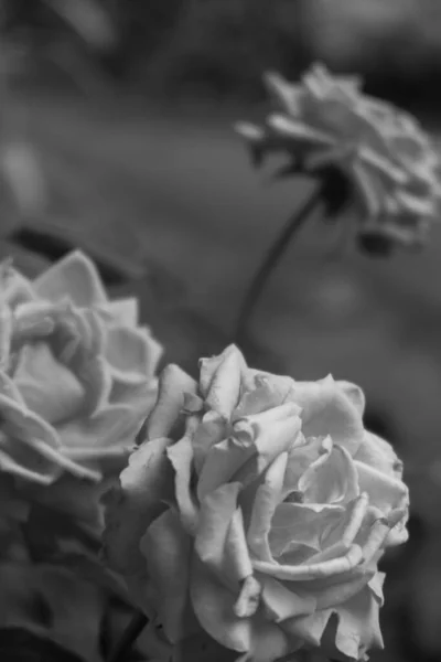 Šedivý Záběr Kvetoucích Růží Zahradě — Stock fotografie