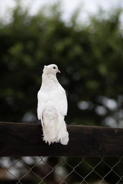 Portret Pełnego Wdzięku Białego Gołębia Bramie Siatki Bokeh Światła Tle — Zdjęcie stockowe