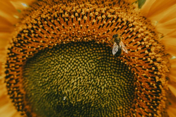 Egy Méh Beporozza Napraforgót — Stock Fotó