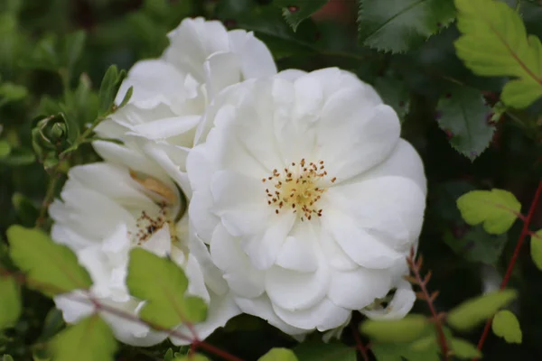 Closeup Shot Blooming Bobbie James Rose Flowers — Stock Photo, Image