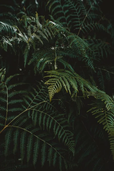 Een Verticaal Shot Van Groene Varens Een Tuin — Stockfoto