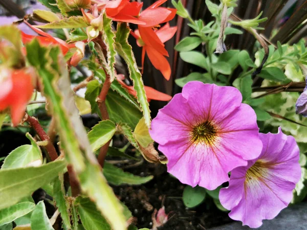 Die Nahaufnahme Einer Lila Blume Mit Verschwommenem Hintergrund Retiro Park — Stockfoto