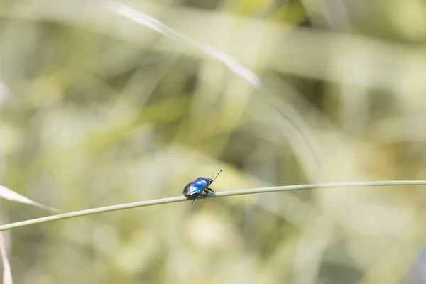 Gros Plan Agelastica Alni Bleu Sur Une Plante — Photo