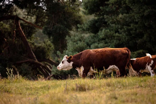 Коровы Зеленом Поле — стоковое фото