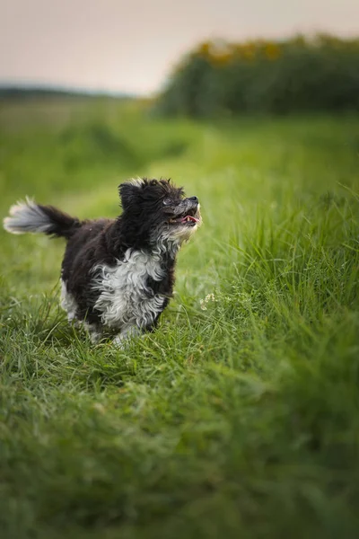 Eine Nahaufnahme Eines Niedlichen Schnauzerhundes Der Auf Grünem Gras Läuft — Stockfoto