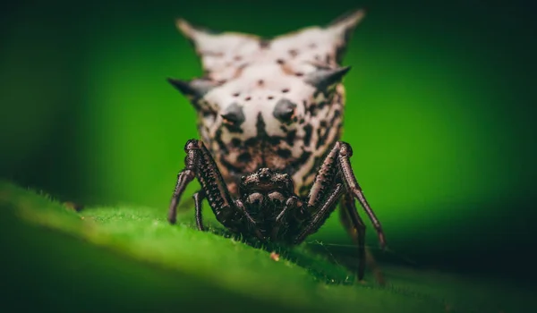 Egy Közeli Felvétel Egy Spined Micrathena Pókról Egy Zöld Levélen — Stock Fotó