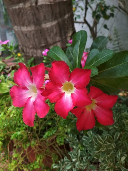 Tiro Seletivo Foco Das Plantas Flowering Vermelhas Adenium Que Crescem — Fotografia de Stock