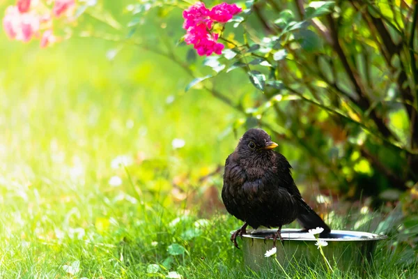 Selective Focus Shot Black Bird Perched Tree Trunk Garden Bright — Stock Photo, Image