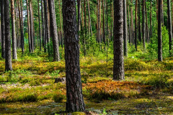 Okouzlující Deštný Prales Vysokými Stromy Denního Světla — Stock fotografie