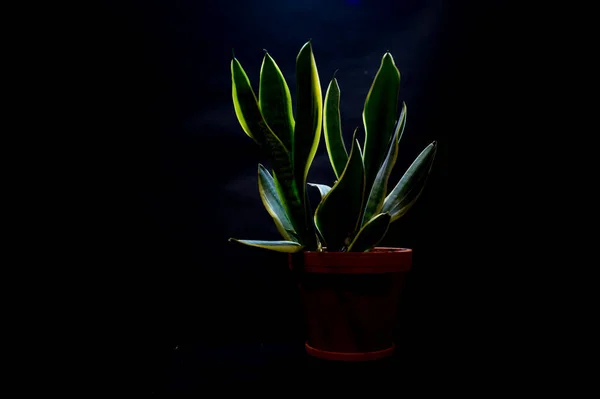 Een Groene Plant Een Pot Gloeiend Vaag Een Pikzwarte Kamer — Stockfoto