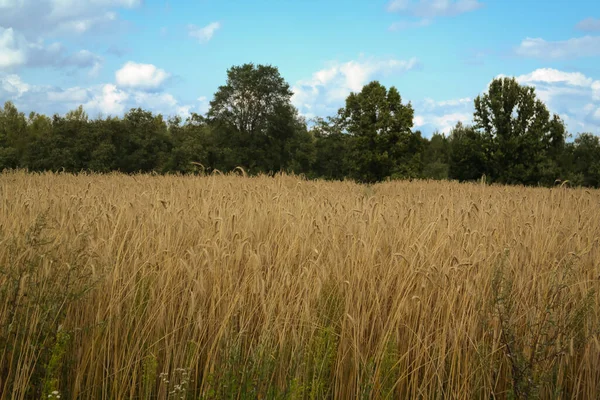 Eine Nahaufnahme Einer Landwirtschaftlichen Landschaft Mit Wachsenden Pflanzen Und Grünen — Stockfoto