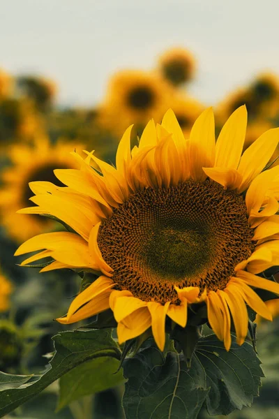 Крупним Планом Красиві Соняшники — стокове фото