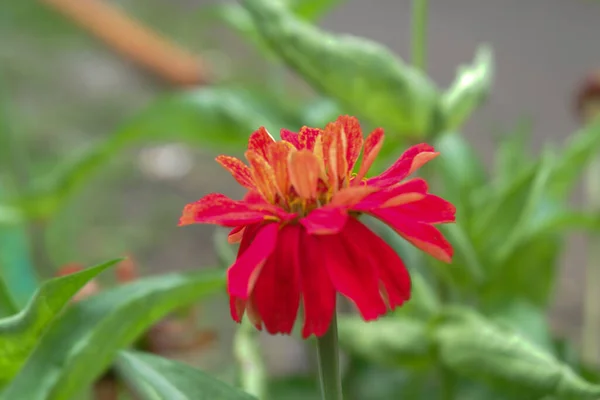 Bahçede Çiçek Açan Bir Çiçeğin Yakın Plan Çekimi — Stok fotoğraf