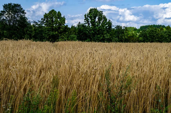 Nahaufnahme Eines Landwirtschaftlichen Feldes Mit Großen Bäumen Und Bewölktem Himmel — Stockfoto