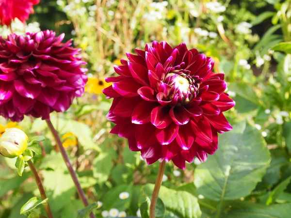 Una Hermosa Vista Flor Con Pétalos Rosados Creciendo Jardín Sobre — Foto de Stock