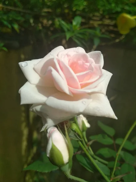 Valikoiva Tarkennus Laukaus Vaaleanpunainen Ruusu Kukinta Kasvi Kasvaa Puutarhassa — kuvapankkivalokuva