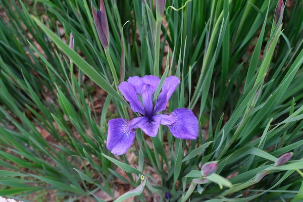 Closeup Shot Blooming Purple Siberian Iris Flower — Stock Photo, Image