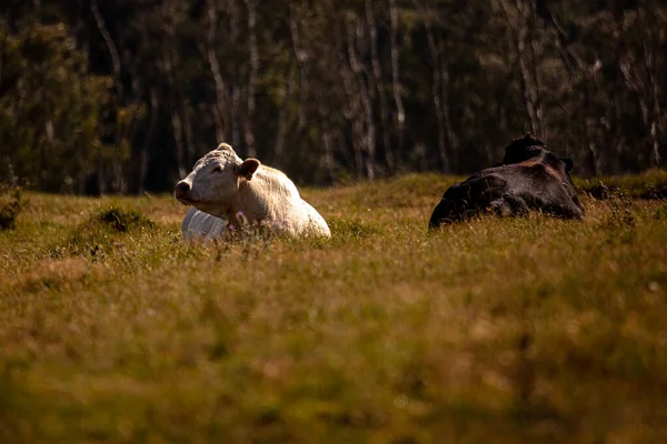 Las Vacas Campo Verde —  Fotos de Stock