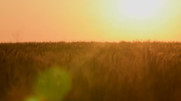 Pittoresk Utsikt Över Spikelets Svajande Vinden Ängen Mot Himlen Vid — Stockvideo