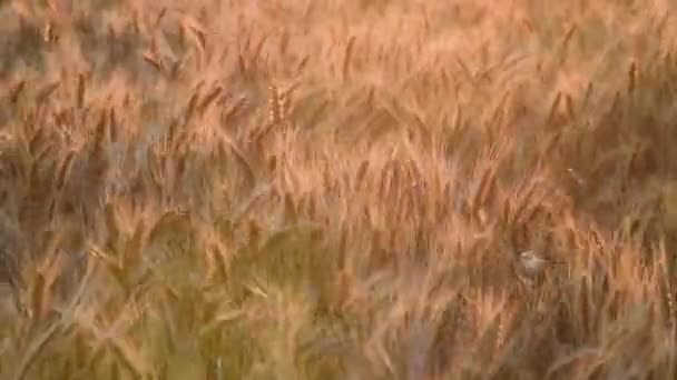 黄昏时分 在草地上迎风摇曳的小穗在天空映衬下的风景如画 — 图库视频影像