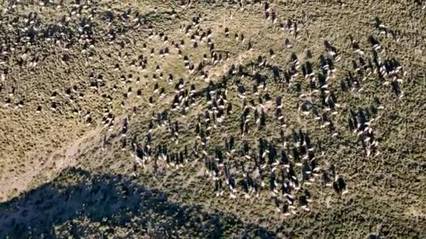 Воздушный Вид Стадо Овец Пасущихся Зеленой Долине Солнечный День — стоковое видео