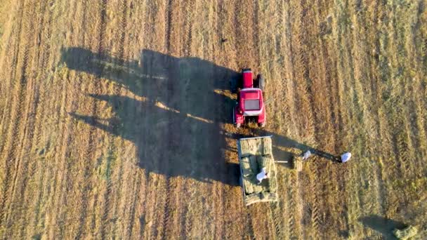 Belle prise de vue d'une machine de récolte dans un champ de blé avec un ciel bleu clair en arrière-plan — Video