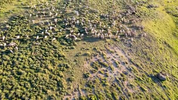 Vista Aérea Del Rebaño Ovejas Pastando Valle Verde Día Soleado — Vídeo de stock