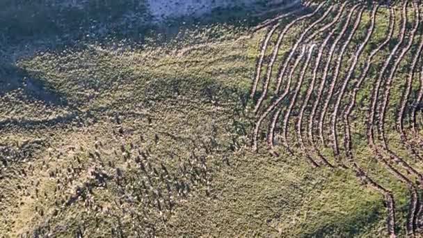 Aerial View Sheep Flock Grazing Green Valley Sunny Day — Stock Video