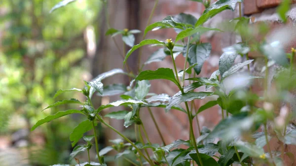 Closeup Shot Blooming Plant Leaves — Stock Photo, Image