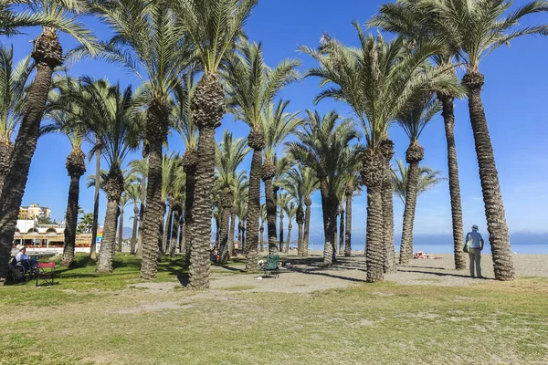 Malaga Hiszpania Września 2017 Gaj Palmowy Wzdłuż Plaży Carihuela Torremolinos — Zdjęcie stockowe
