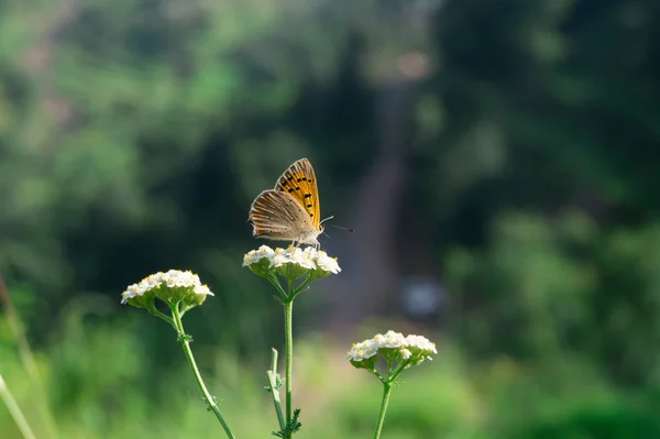 Szelektív Fókusz Felvétel Egy Pillangóról Egy Virágon — Stock Fotó