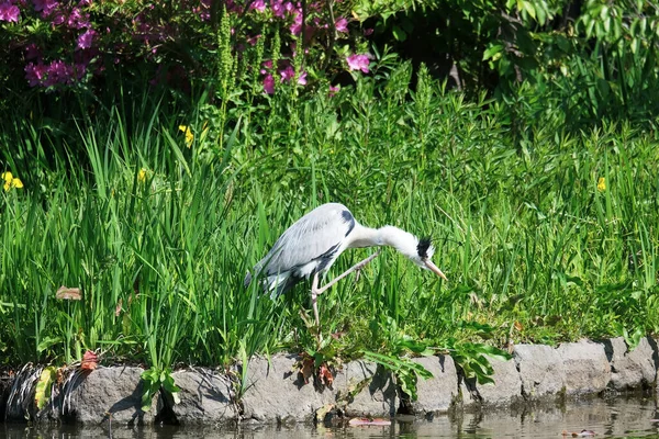 Beau Héron Gris Dans Parc Près Lac — Photo