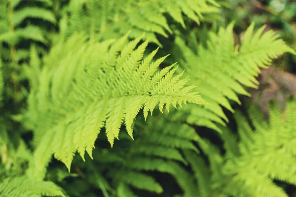 Feuilles Fraîches Fougère Verte Dans Une Forêt — Photo