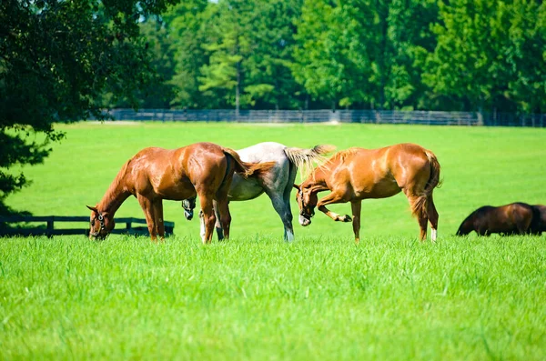 Hästarna Ett Fält Solig Dag — Stockfoto