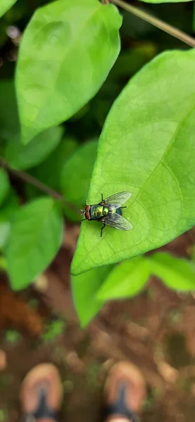Eine Große Fliege Auf Einem Grünen Blatt — Stockfoto